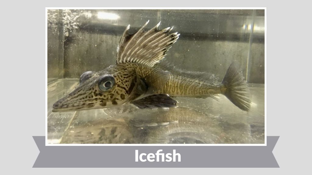 Icefish