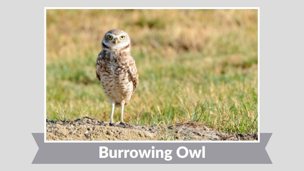 Burrowing Owl