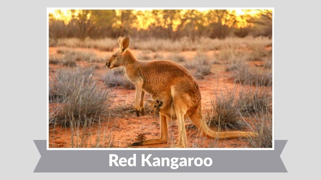 Red Kangaroo