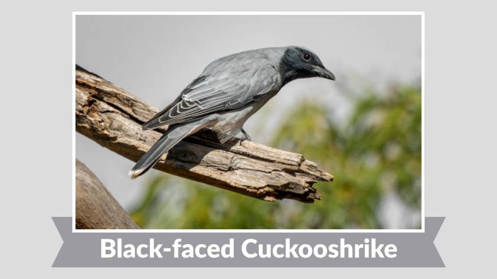 Black-faced Cuckooshrike