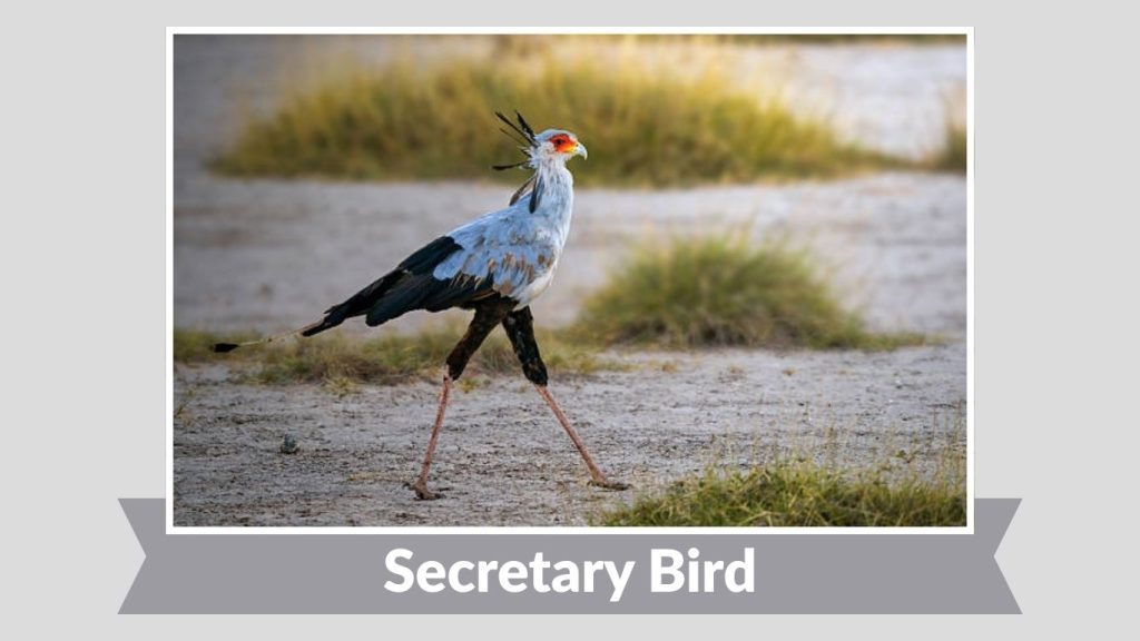 Secretary Bird