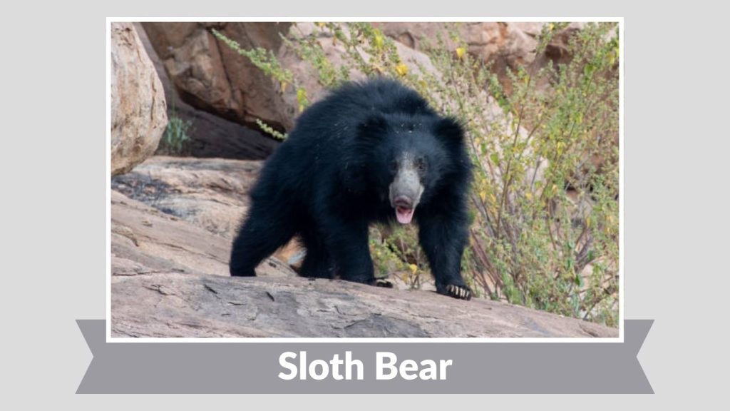 Sloth Bear