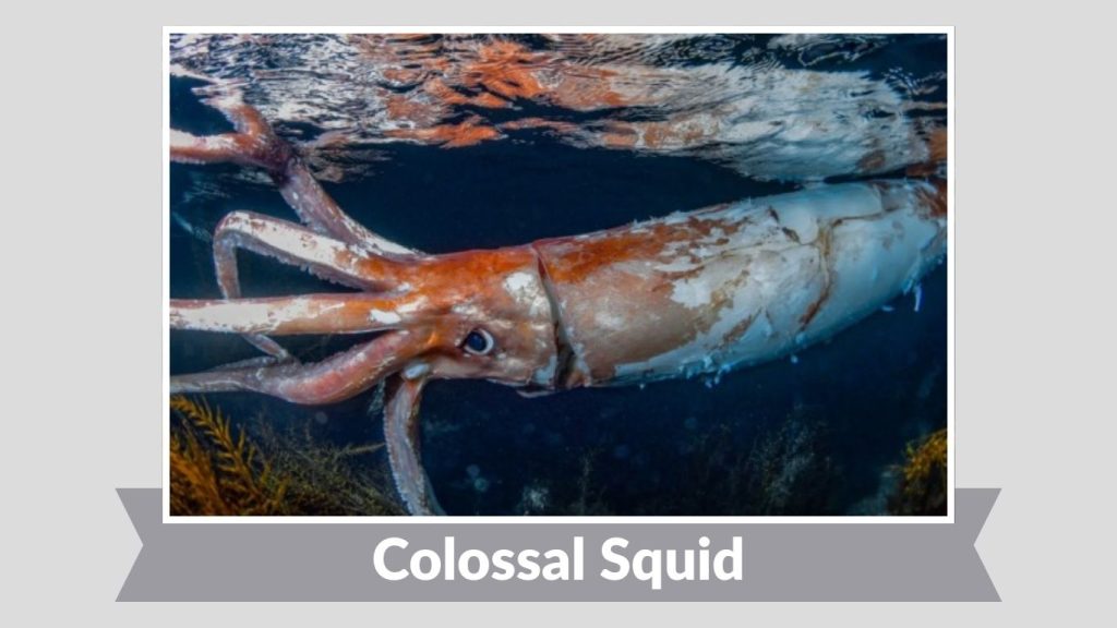 Colossal Squid