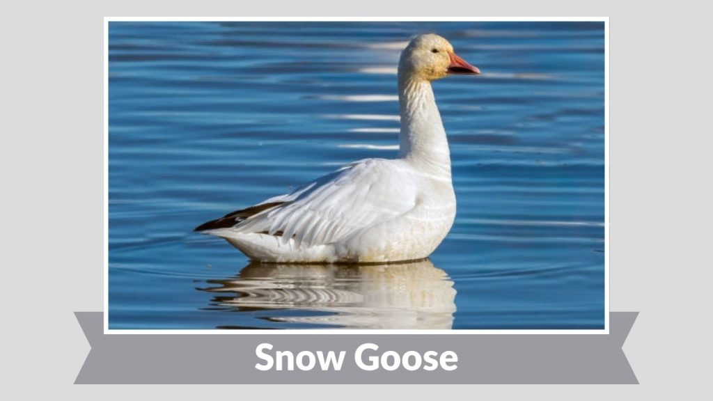 Snow Goose