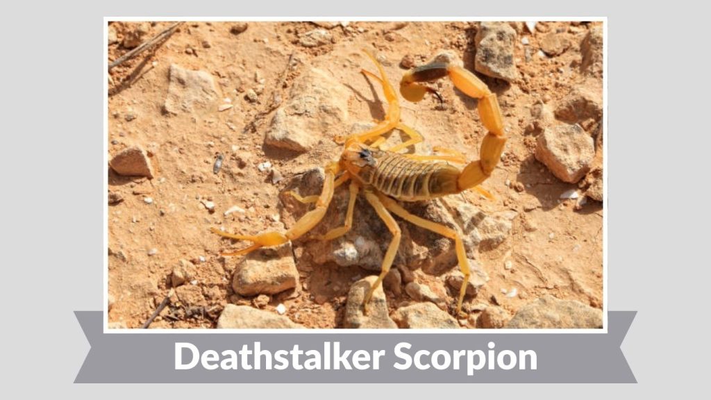  Deathstalker Scorpion