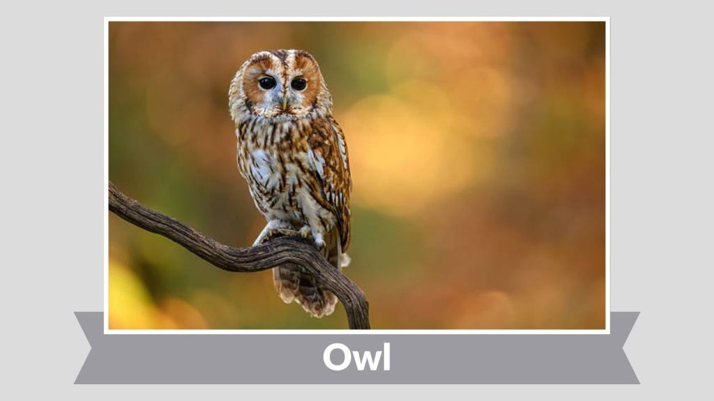 Owl