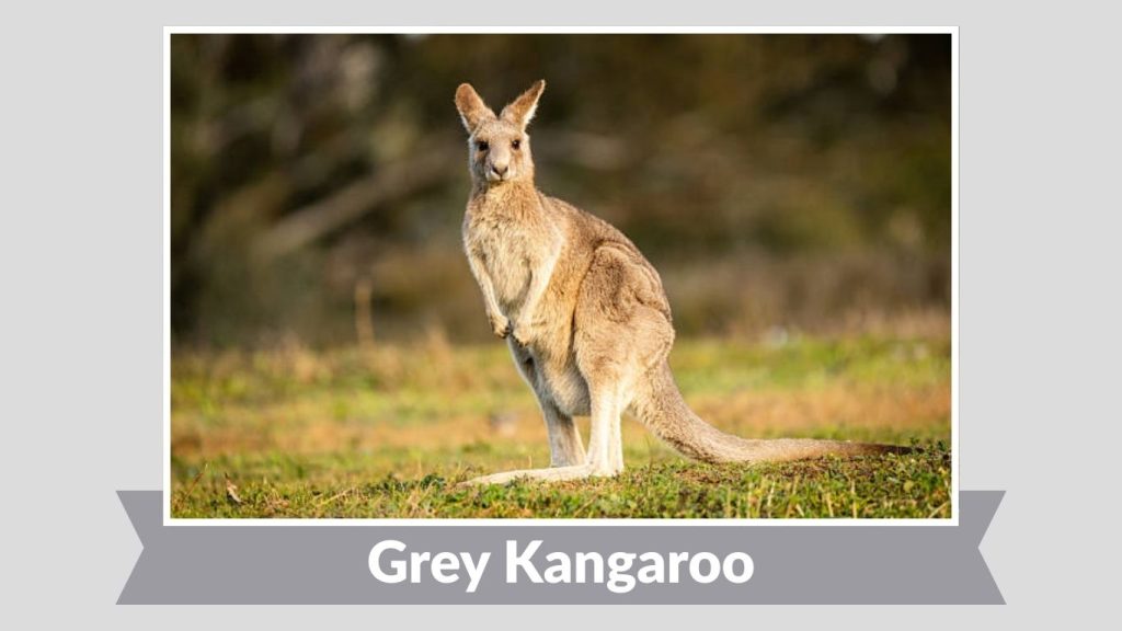 Grey Kangaroo