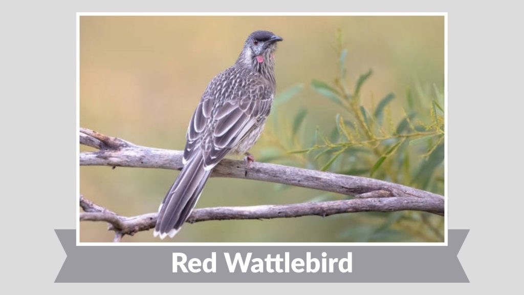 Red Wattlebird