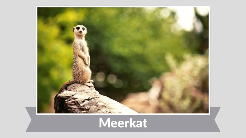 Meerkat