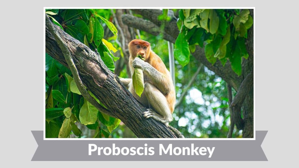 Proboscis Monkey