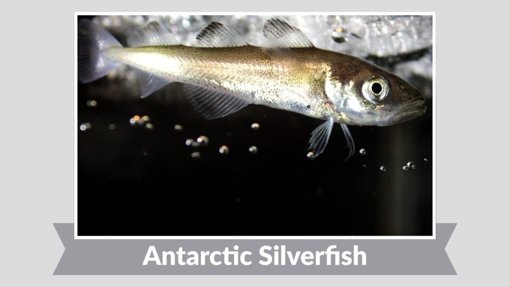 Antarctic Silverfish