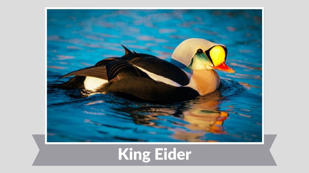 King Eider