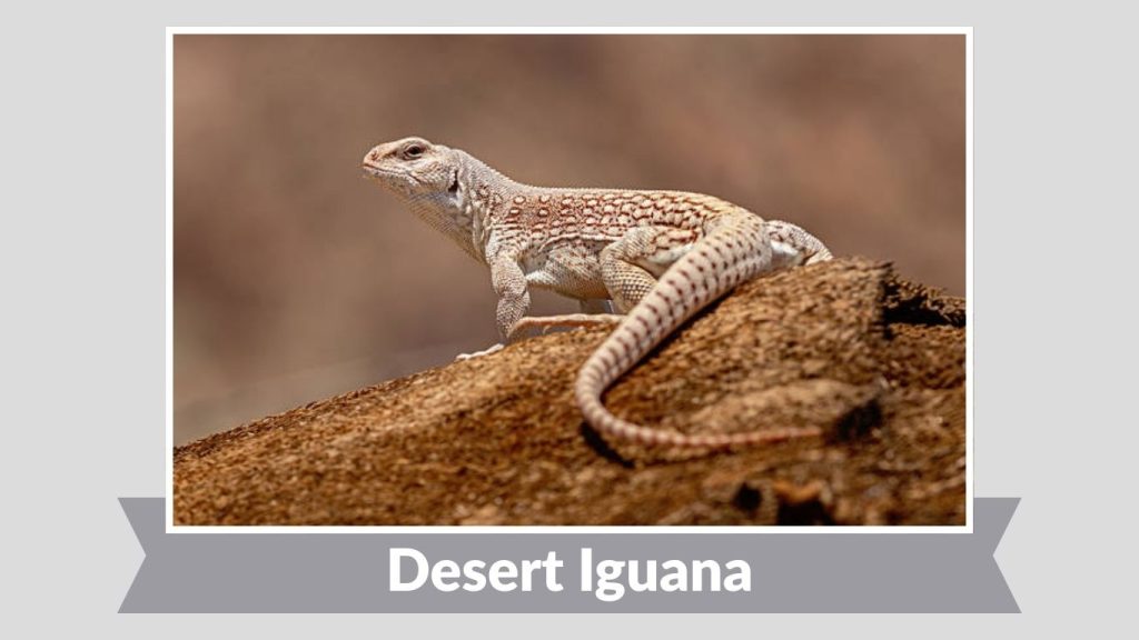 Desert Iguana