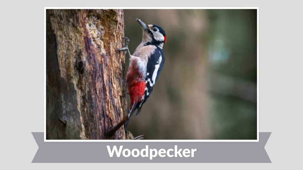  Woodpecker