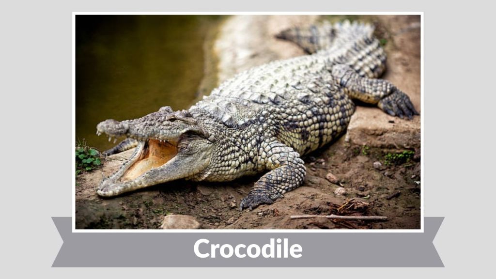 Crocodile