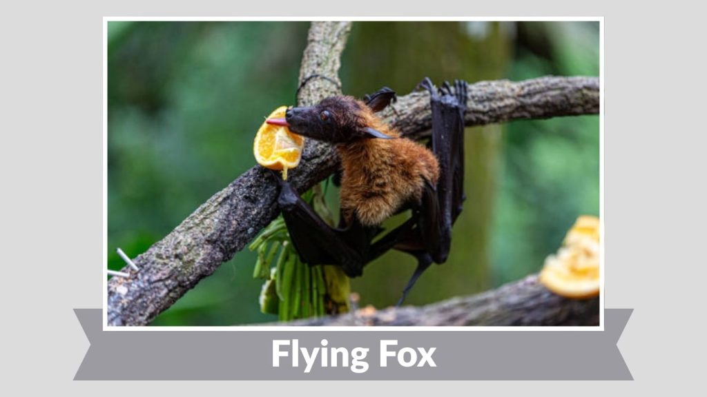 Flying Fox