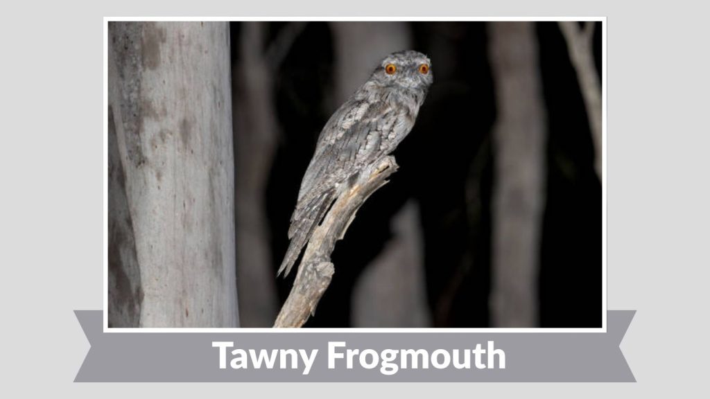 Tawny Frogmouth