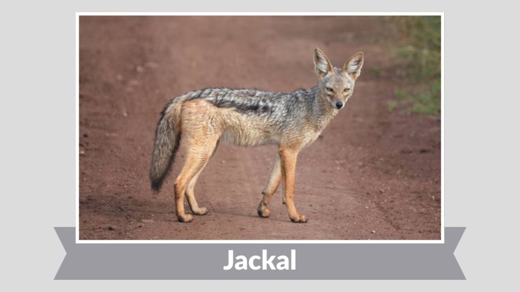 Jackal