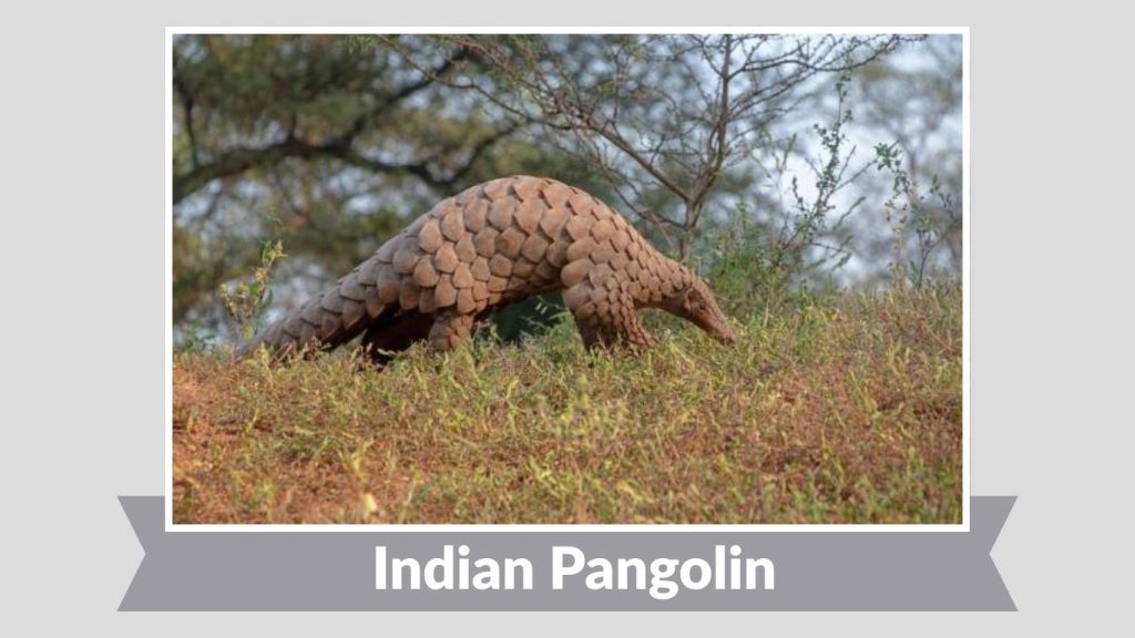 Indian Pangolin