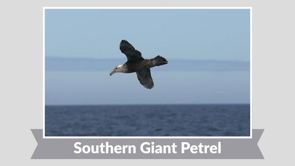 Southern Giant Petrel