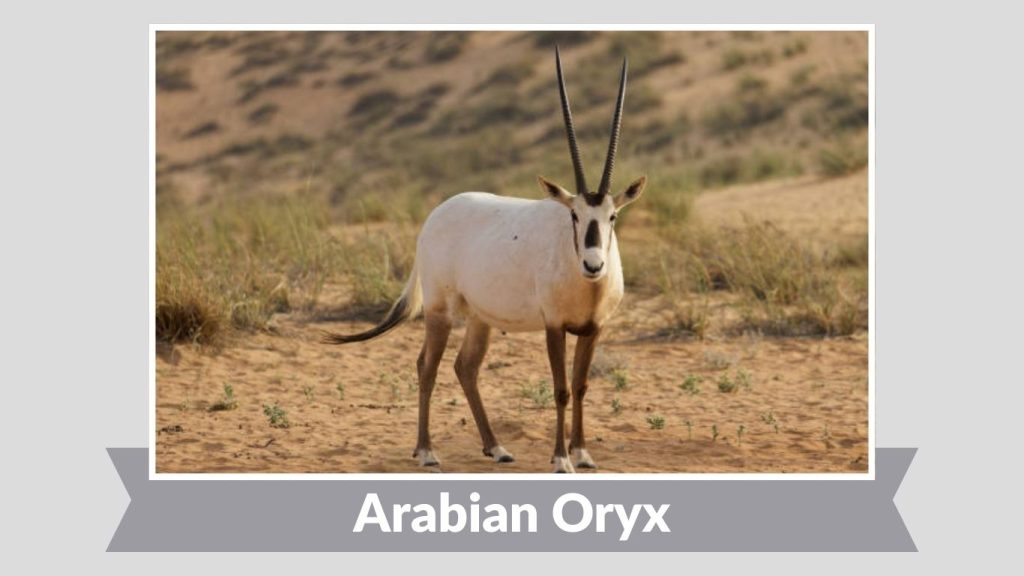 Arabian Oryx
