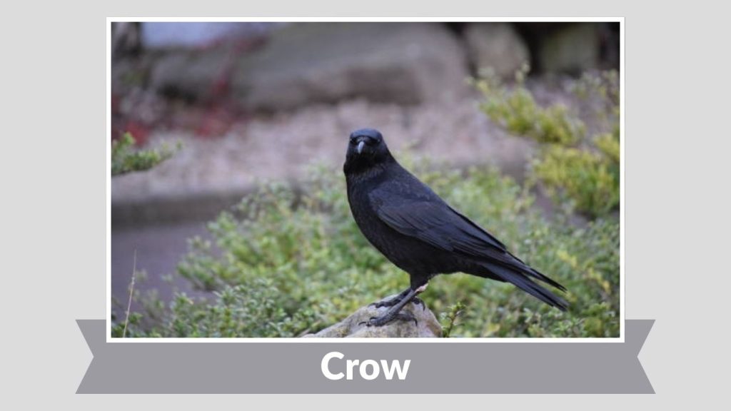 Crow