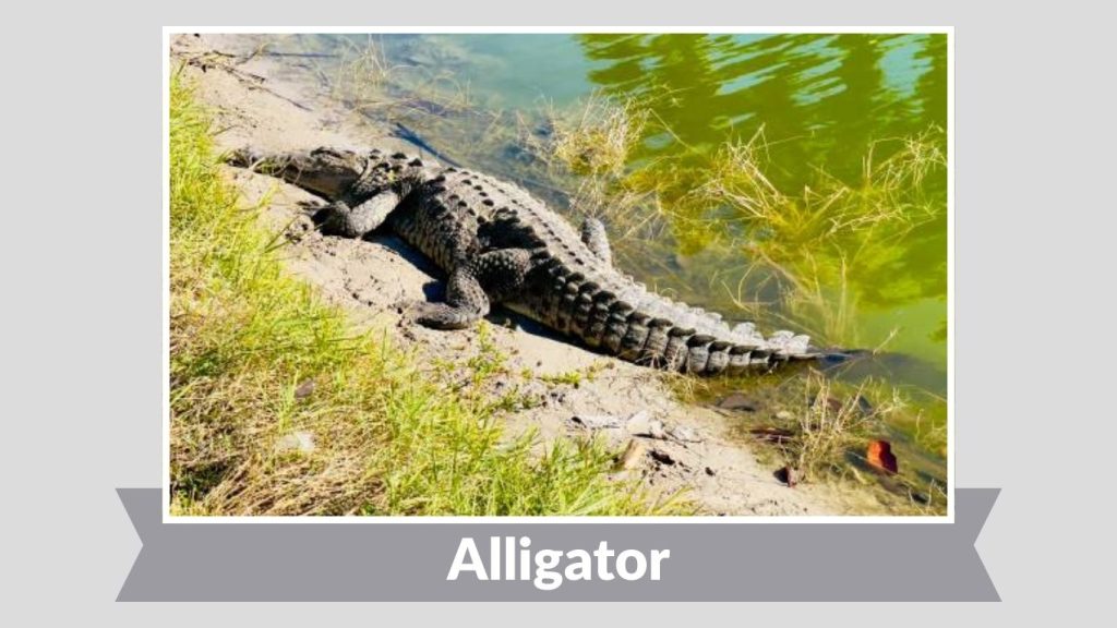 Alligator