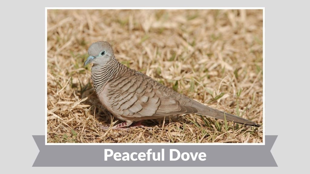Peaceful Dove