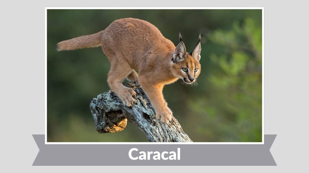 Caracal