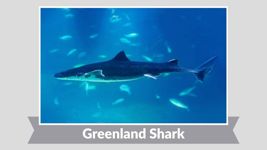Greenland Shark
