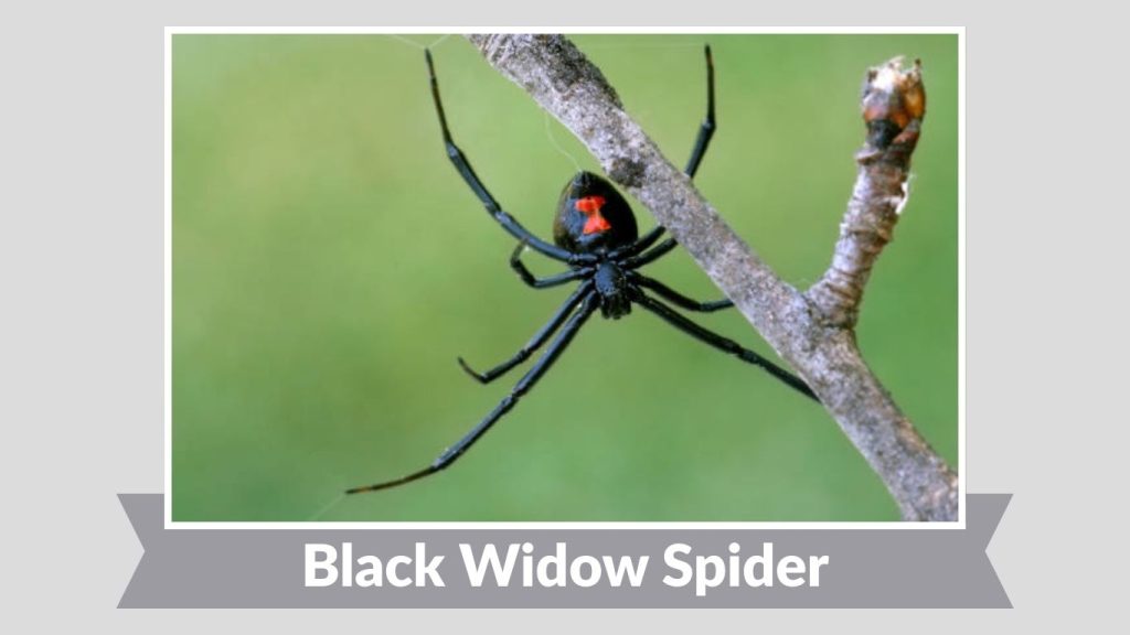 Black Widow Spider