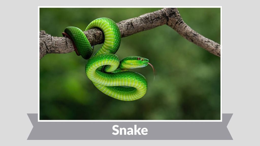 Snake