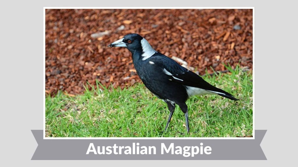 Australian Magpie