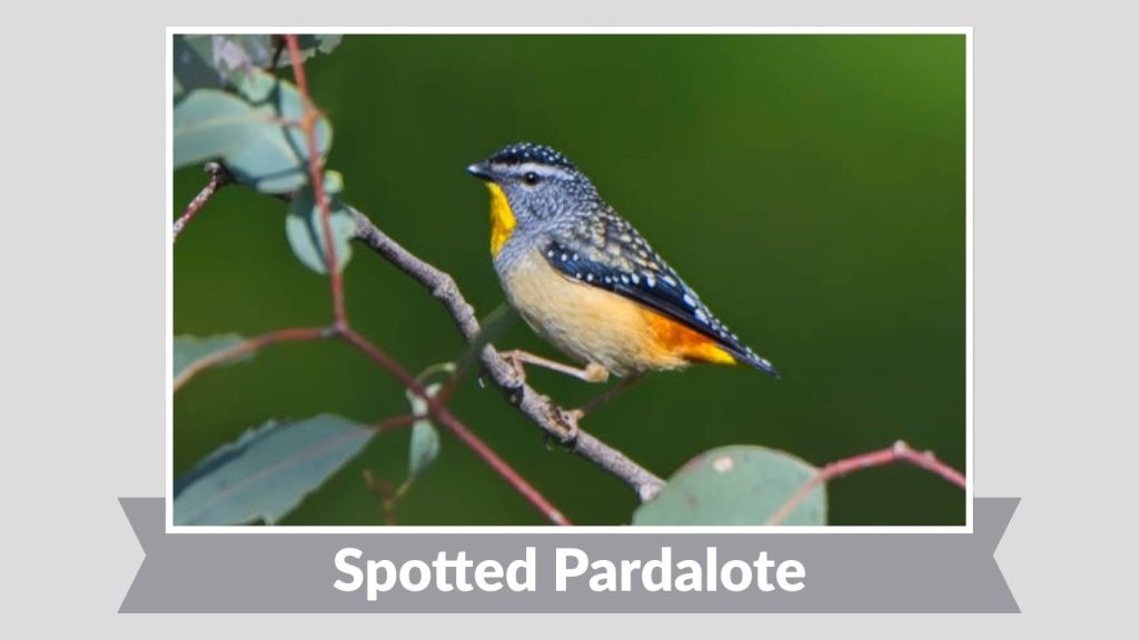 Spotted Pardalote