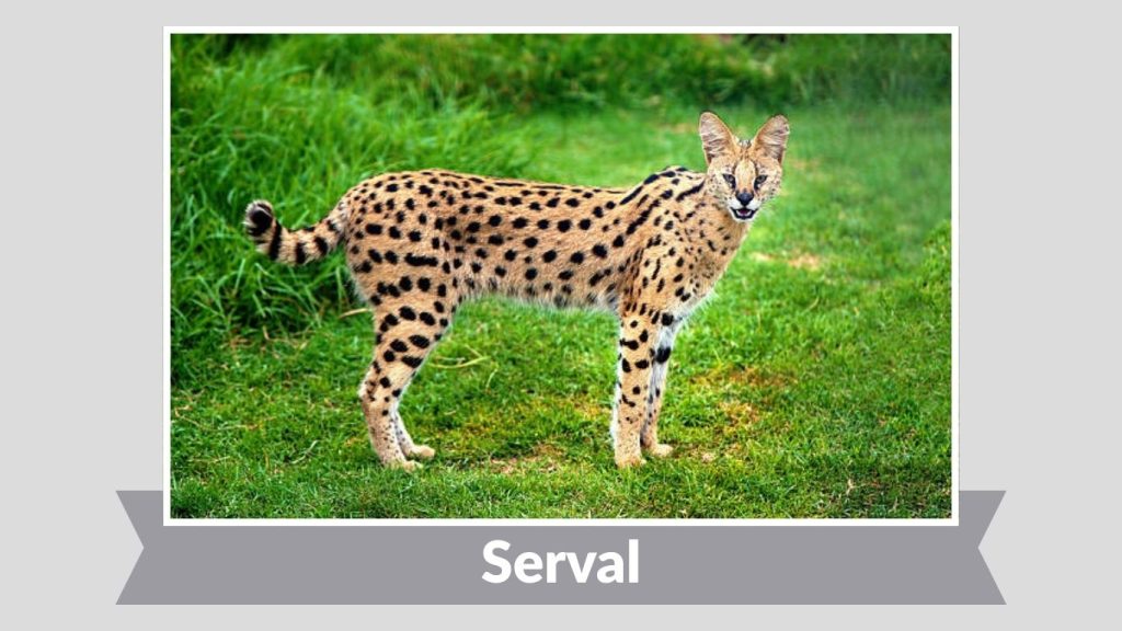 Serval