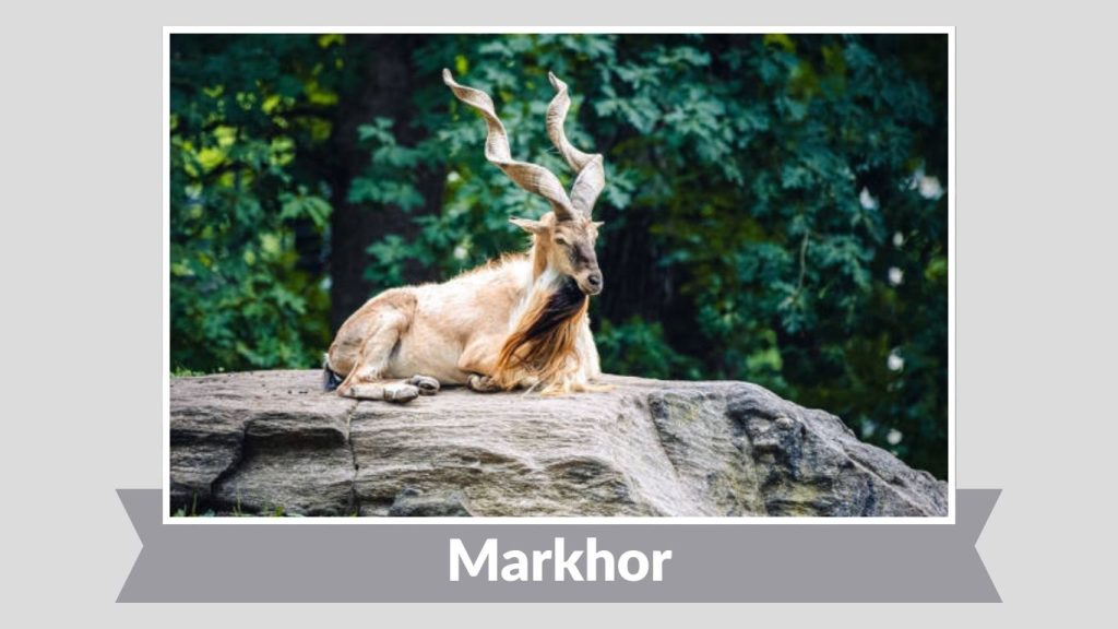 Markhor