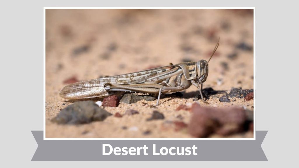  Desert Locust