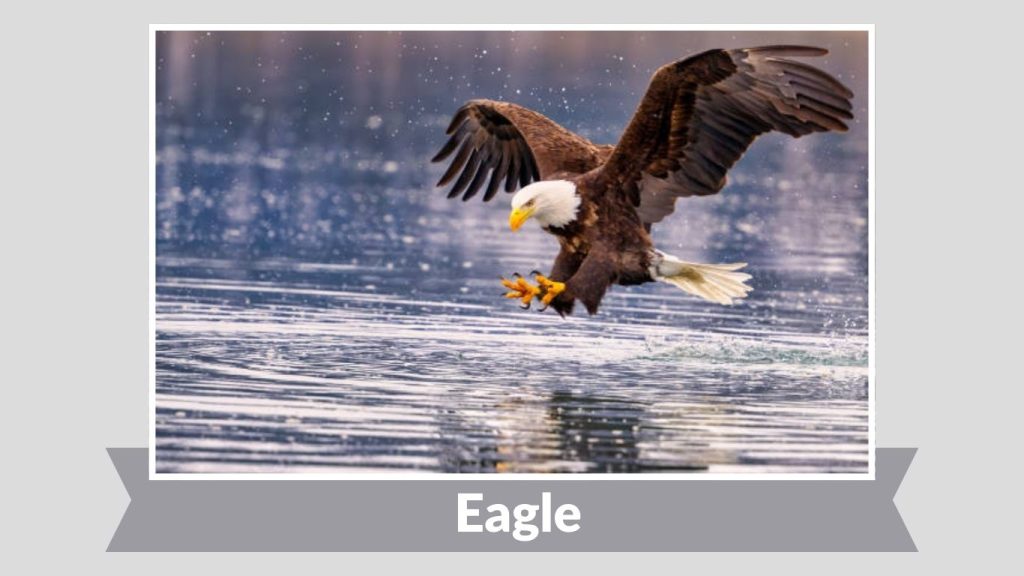 Eagle