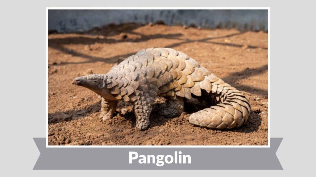 Pangolin