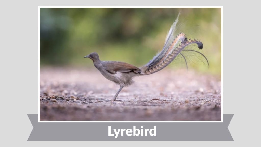 Lyrebird