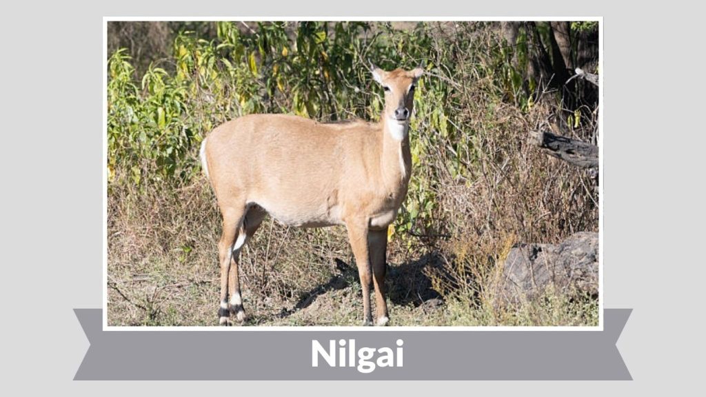  Nilgai