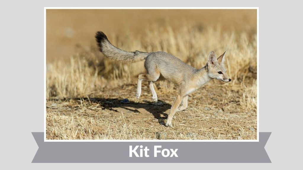 Kit Fox