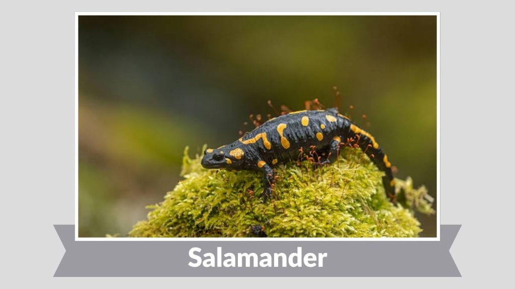 Salamander