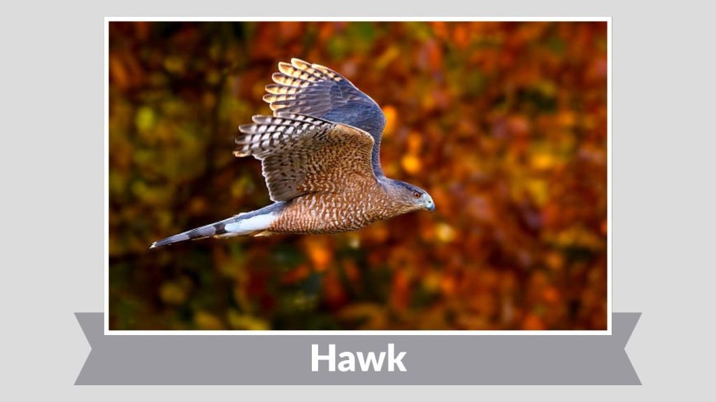 Hawk