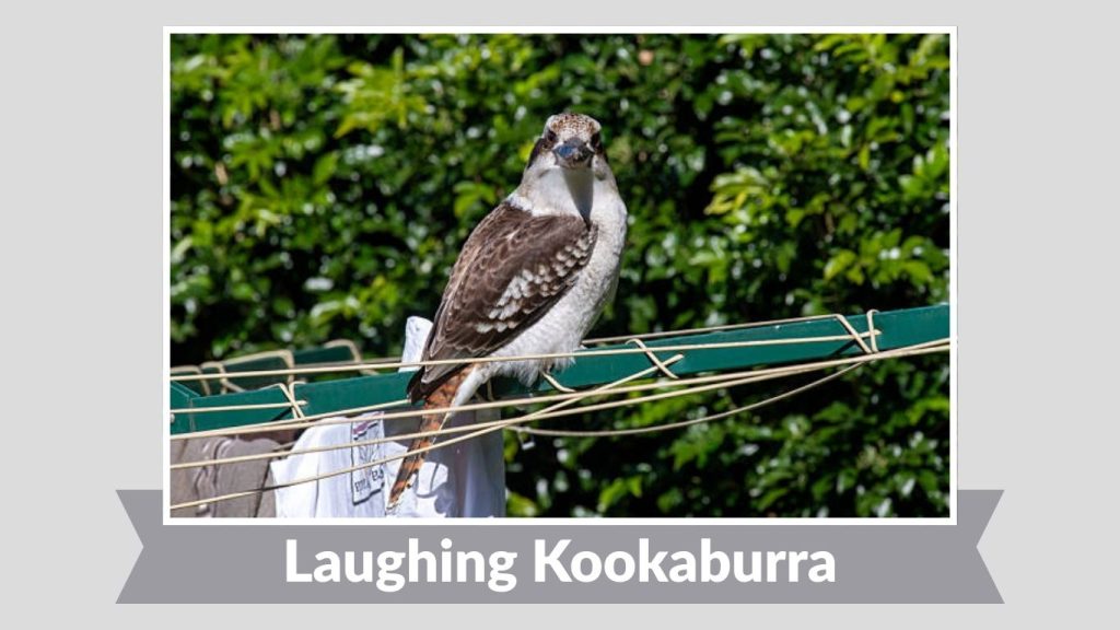 Laughing Kookaburra
