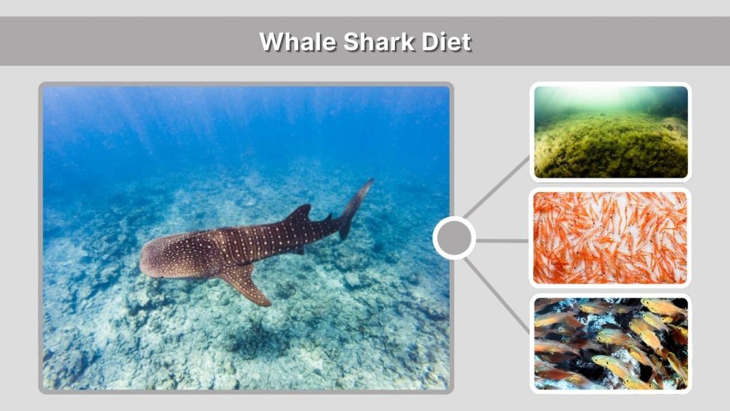 Whale Shark Diet