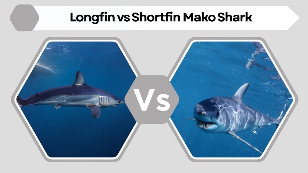 Longfin vs Shortfin Mako Shark