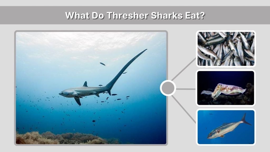 What Do Thresher Sharks Eat?