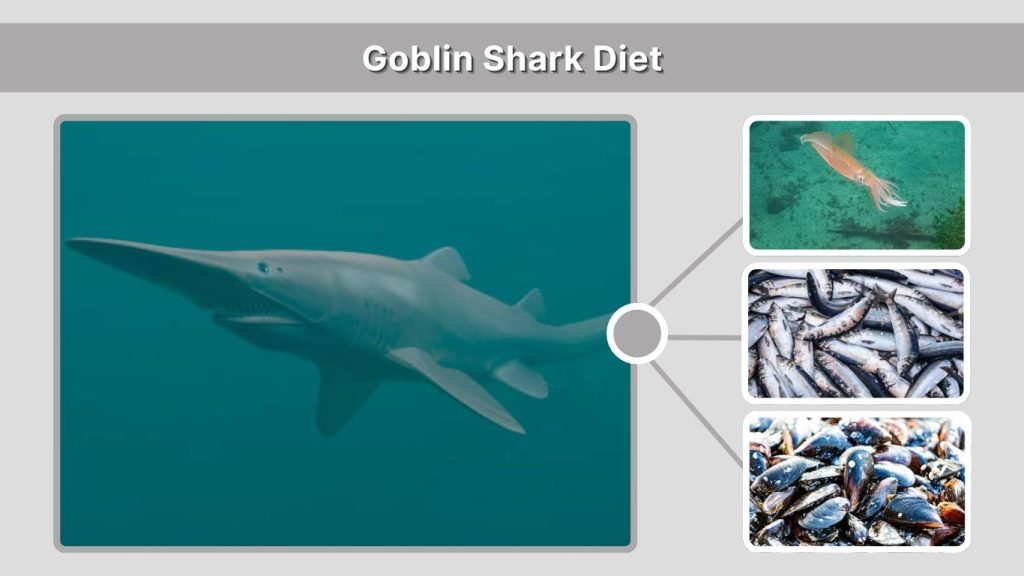 Goblin Shark Diet