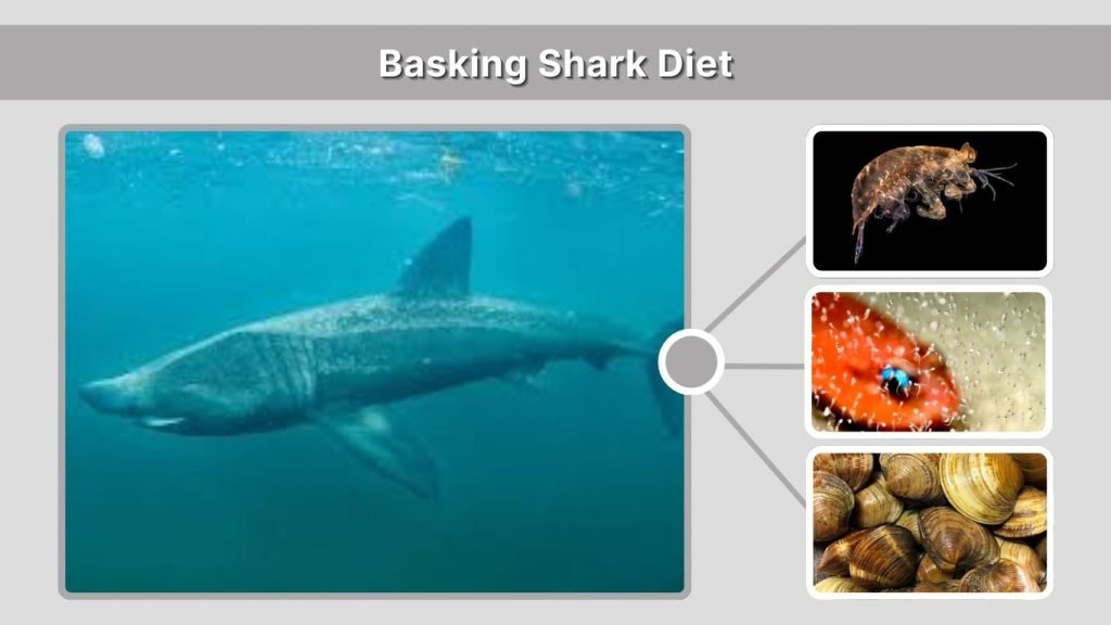 Basking Shark Diet